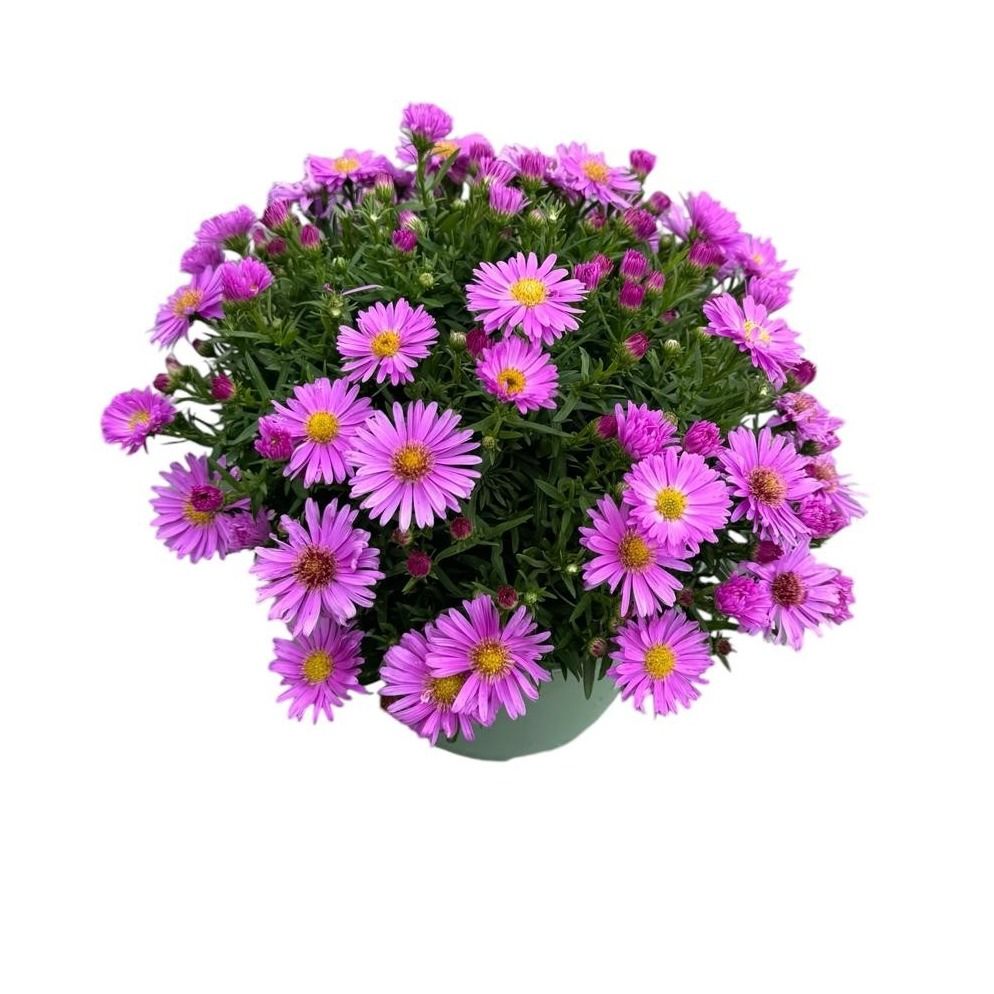 Aster Henry Pink