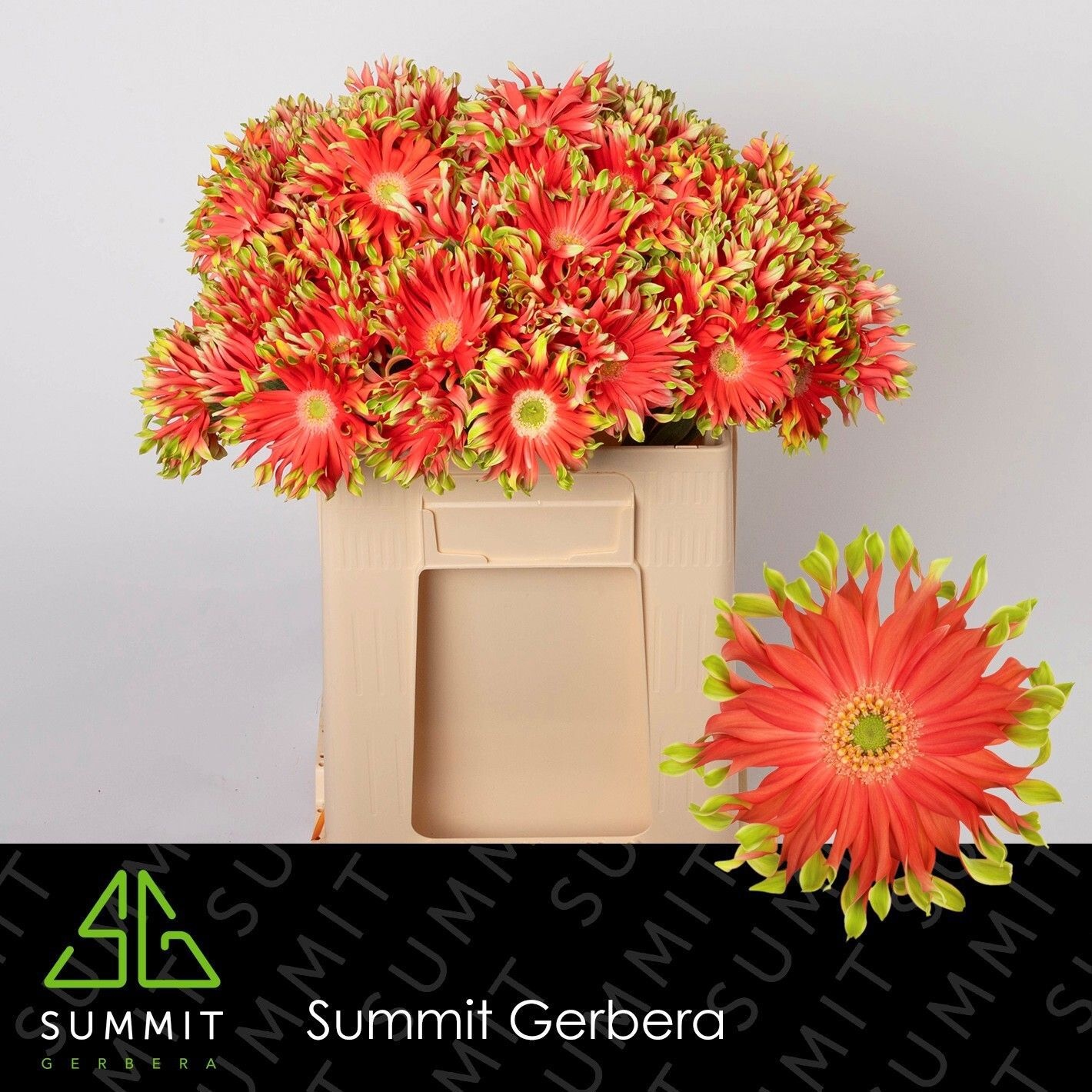Gerbera Pasta Rivello 50cm 10Ø