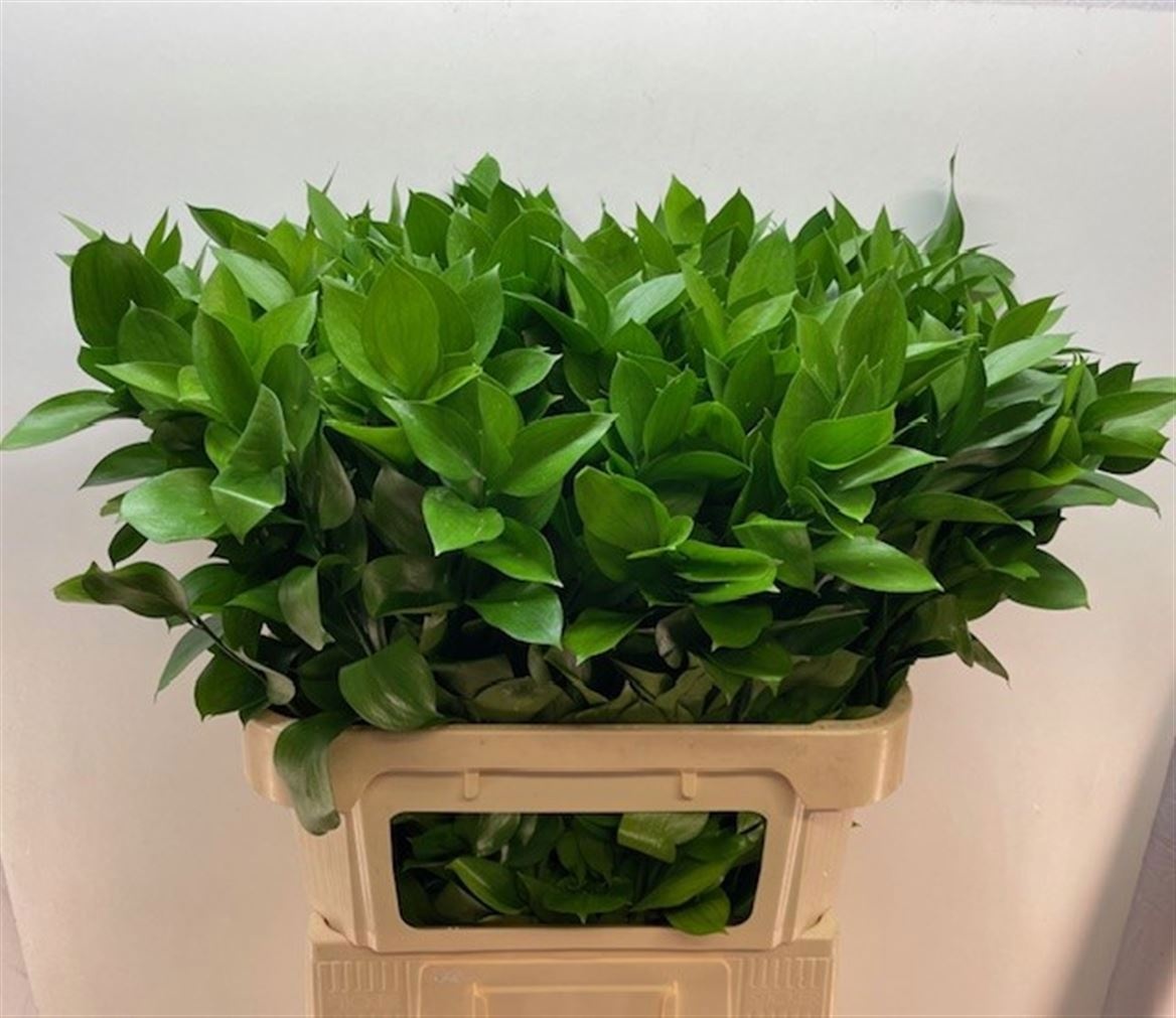 Ruscus Hypophyllum 80L.cm