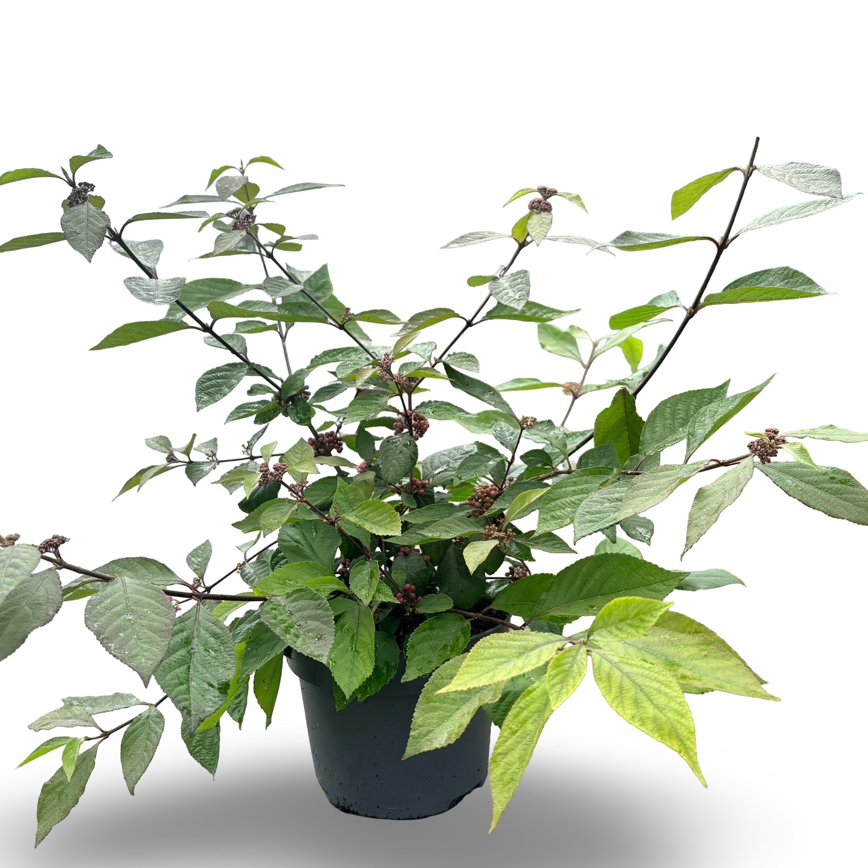 Callicarpa bodinieri 'Profusion'