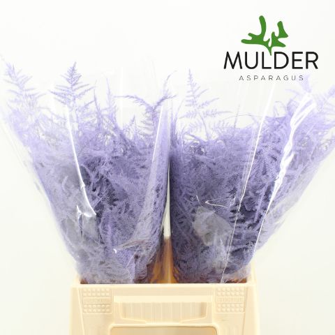Asp S Klb H% 1e Veren Light Violet
