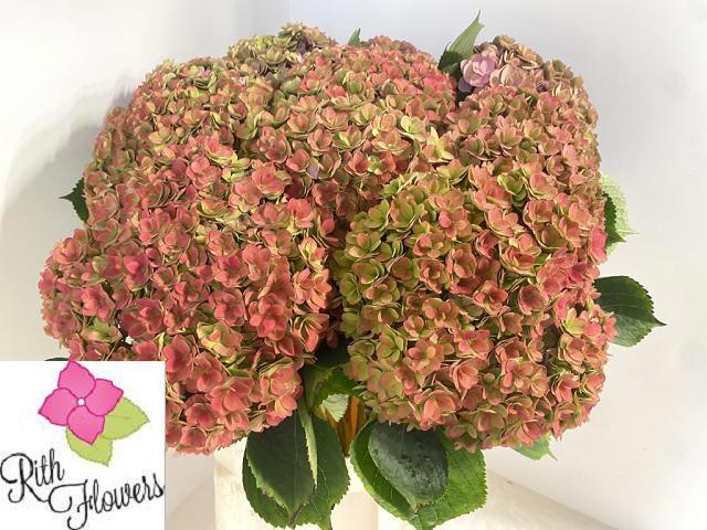 Hydrangea Royal Anastasia Classic 60cm 21Ø