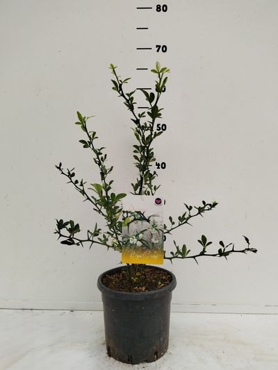 Poncirus trifoliata
