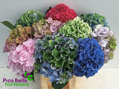 Hydrangea 60cm 18Ø