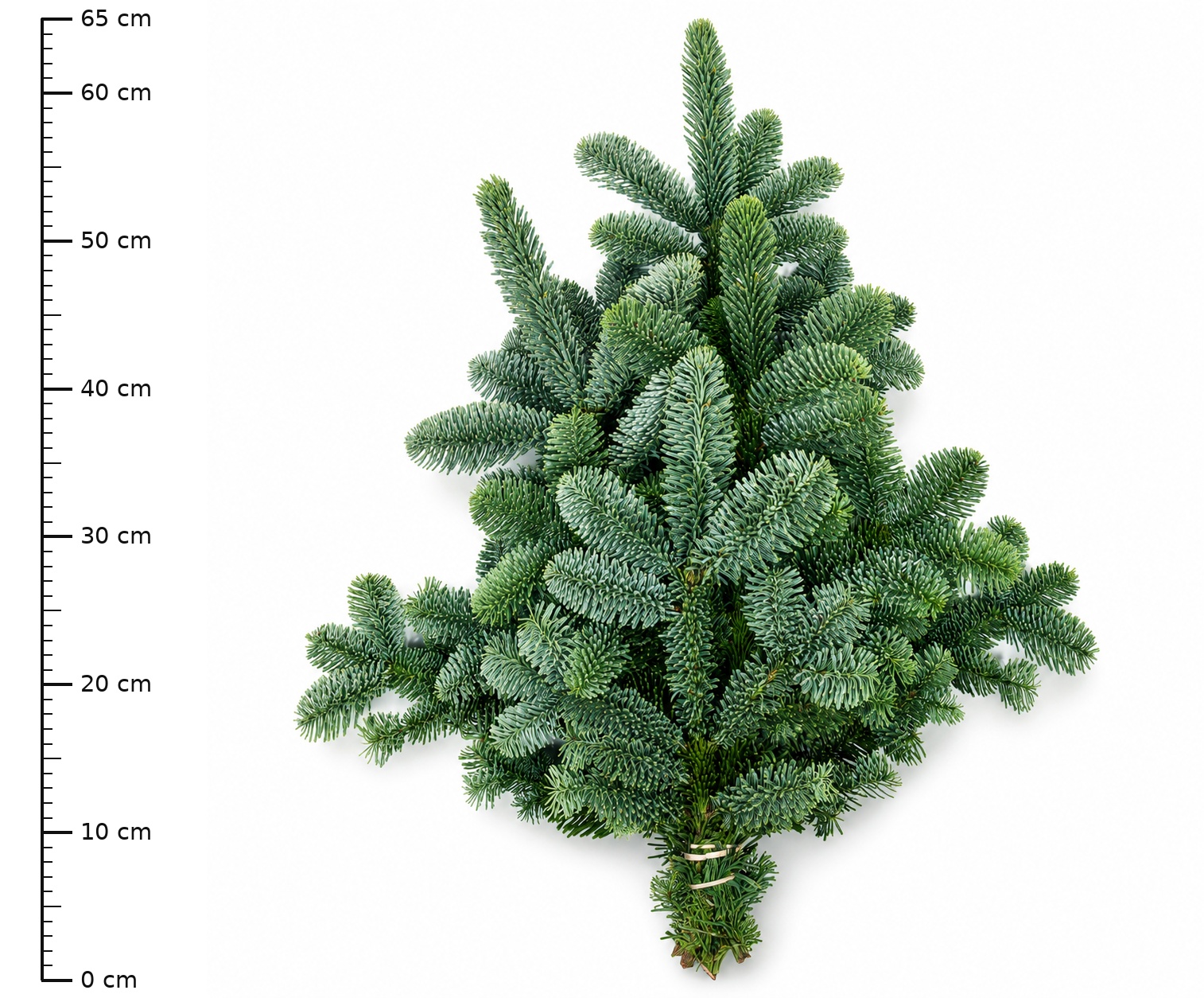 Abies Nobilis Blue