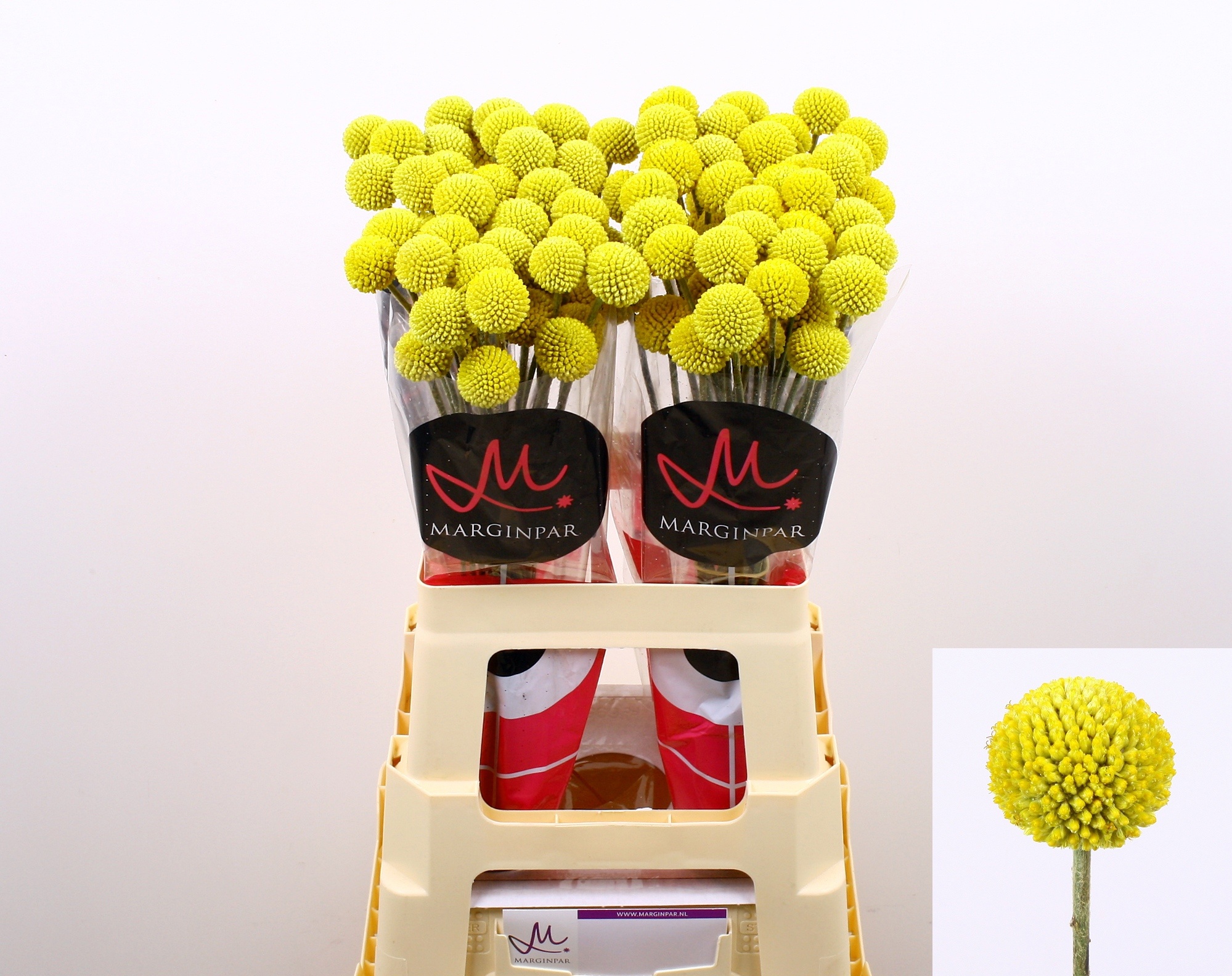 Craspedia Paint Pop 60cm