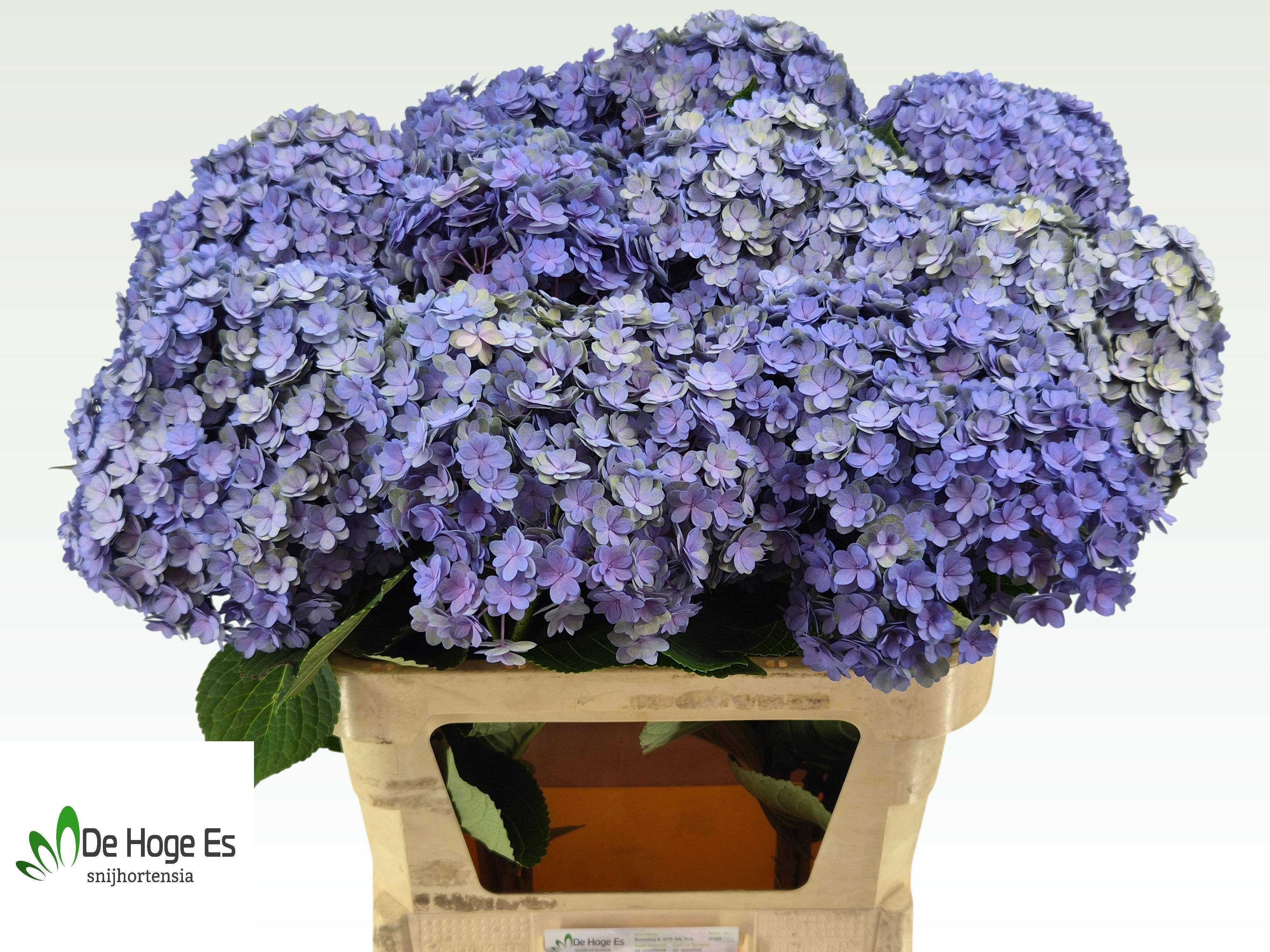 Hydrangea Beau Luxor Classic 80cm 24Ø