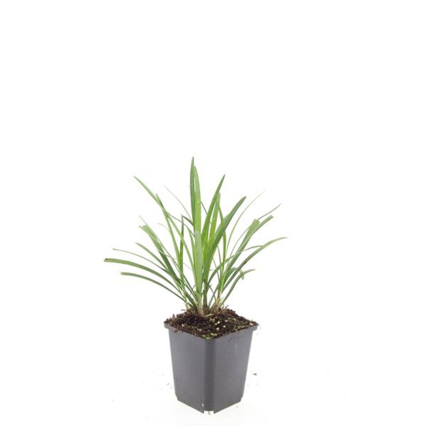 Liriope muscari 'Ingwersen'