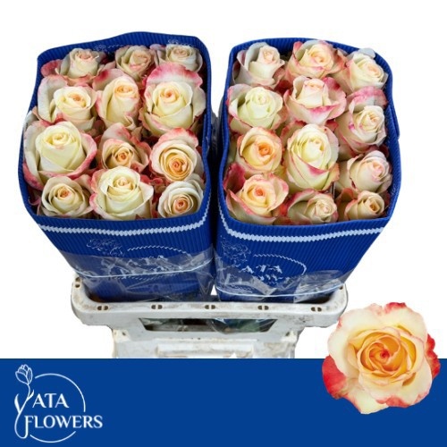 Rosa Aubade 50cm