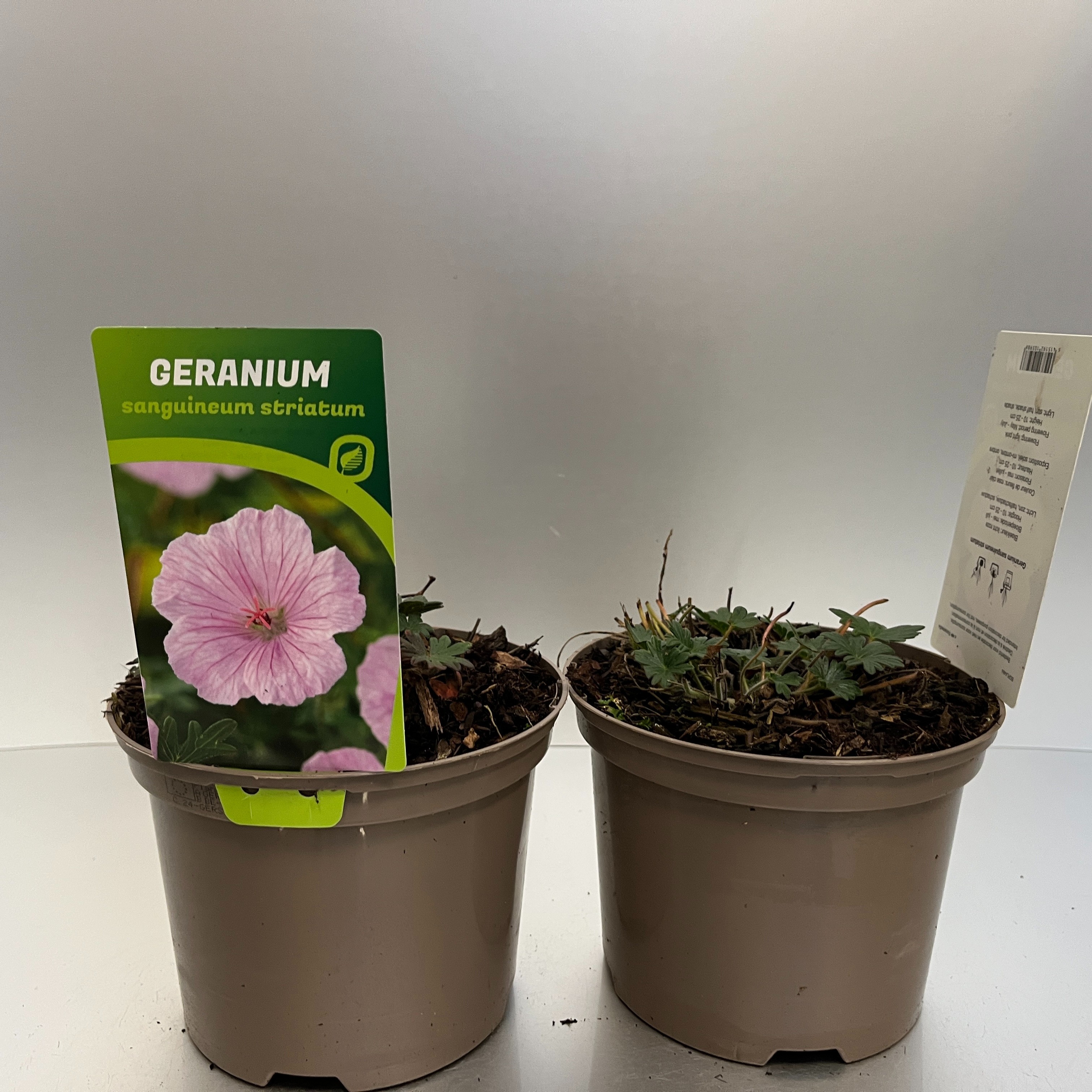 Picture of Geranium sang. striatum P17 (2 Ltr) (LOOSE)