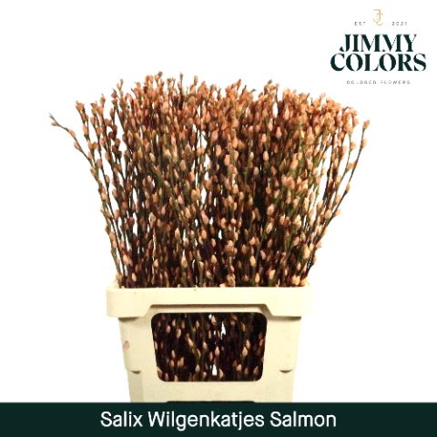 Salix Katjes L70 Salmon