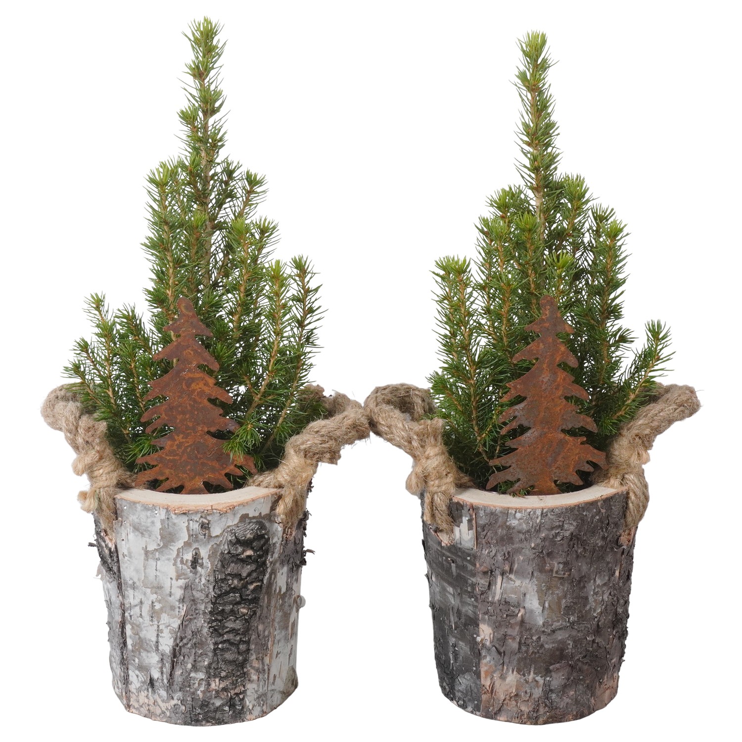 Picture of PTK24364 Picea Conica Perfecta in wooden pot decoration P9 38CM