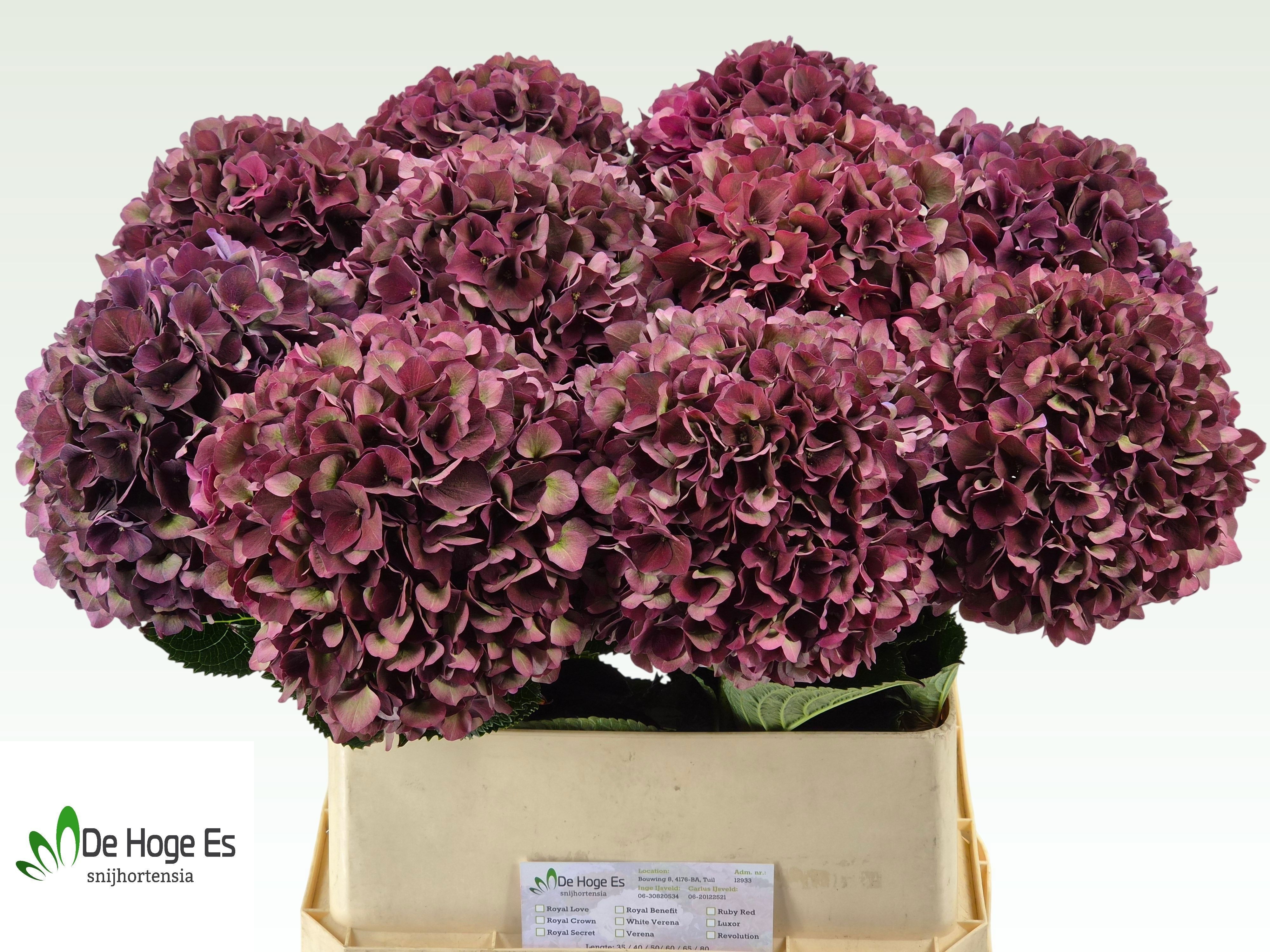 Hydrangea Ruby Choco 80cm 21Ø