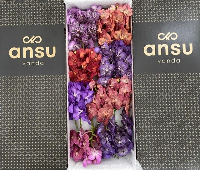 Vanda T Gemengd