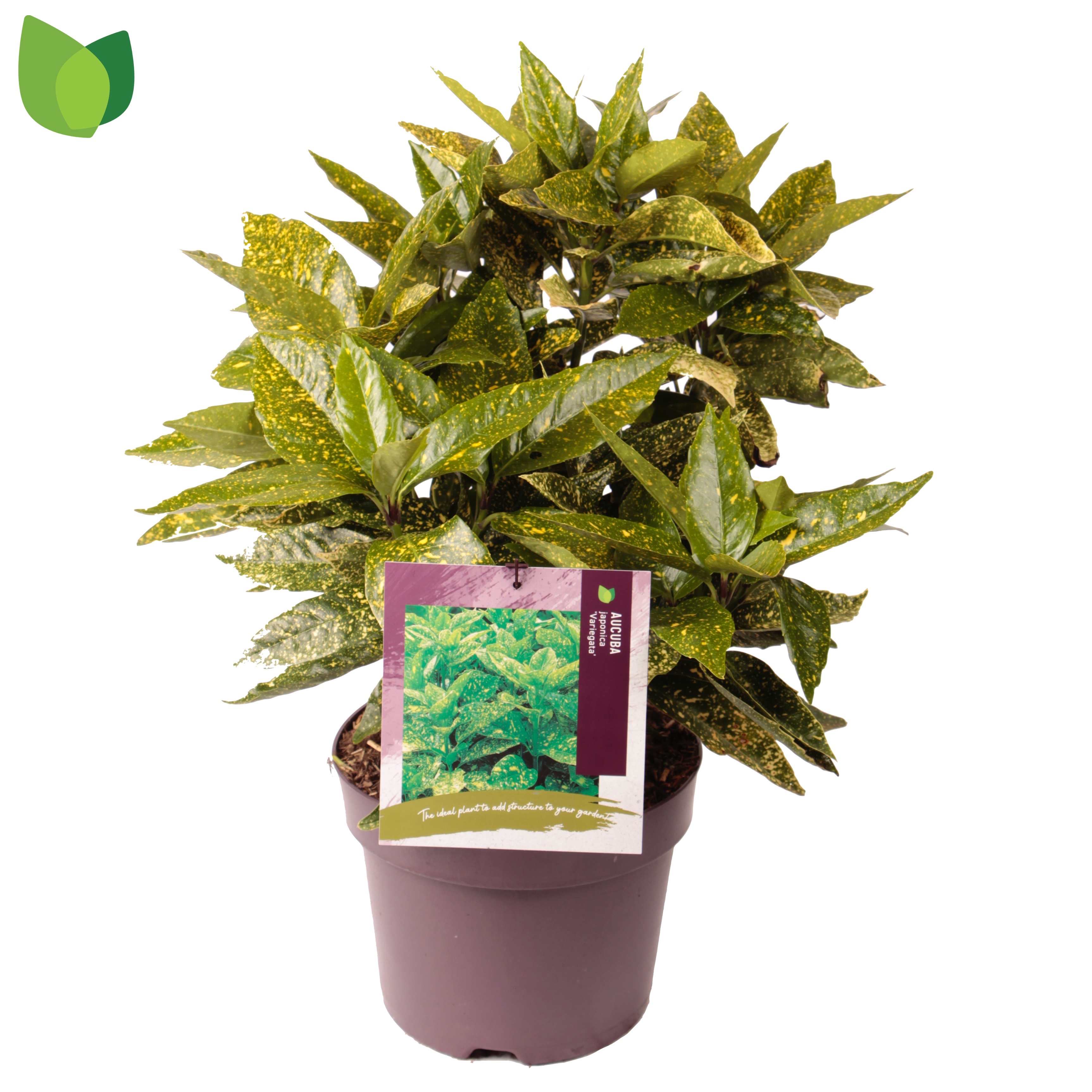 Aucuba japonica 'Variegata'