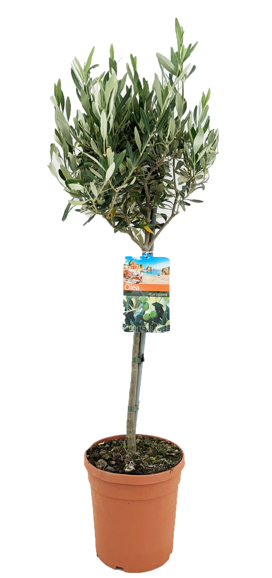 Picture of Olea europaea P19 (3 Ltr) 40/STD-20-HEAD (LOOSE)