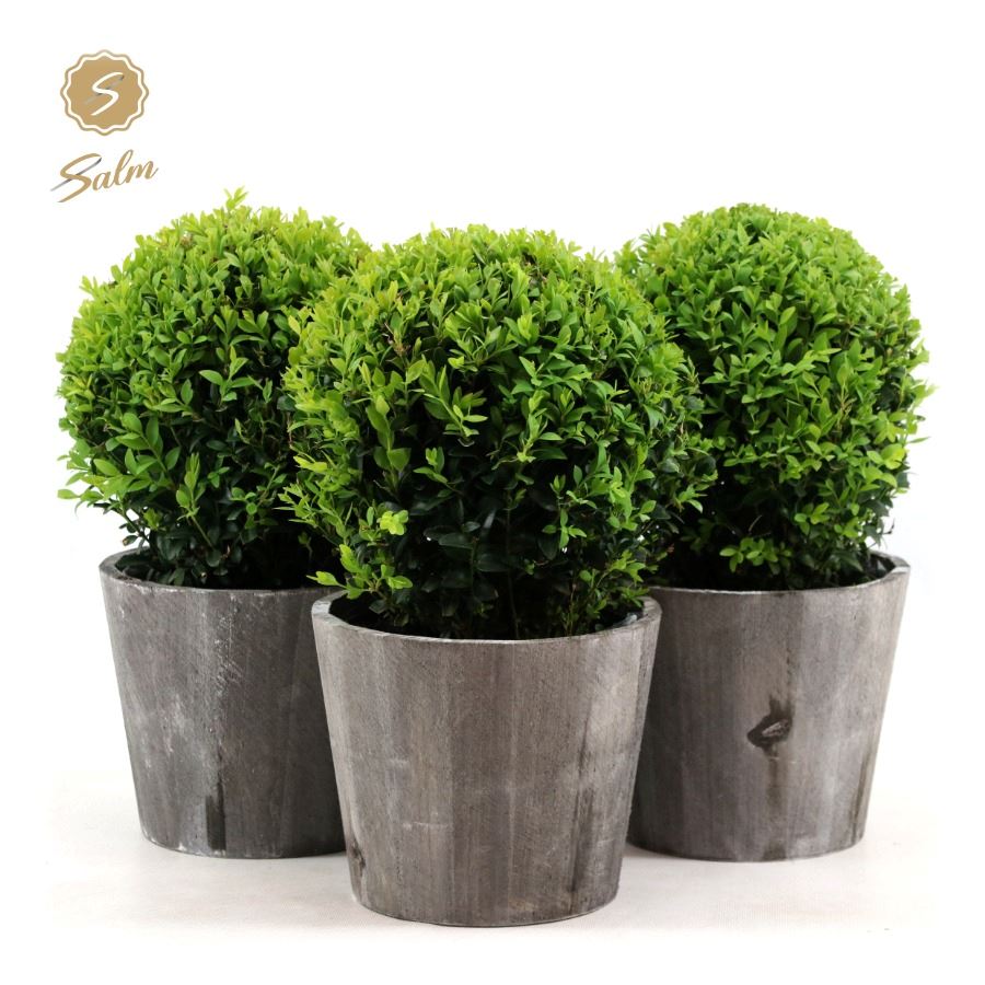 Picture of Buxus semp. Ball Ø20cm P17 in Wood