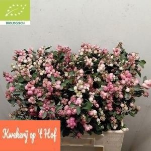 Sympho Mag Ruby Fall