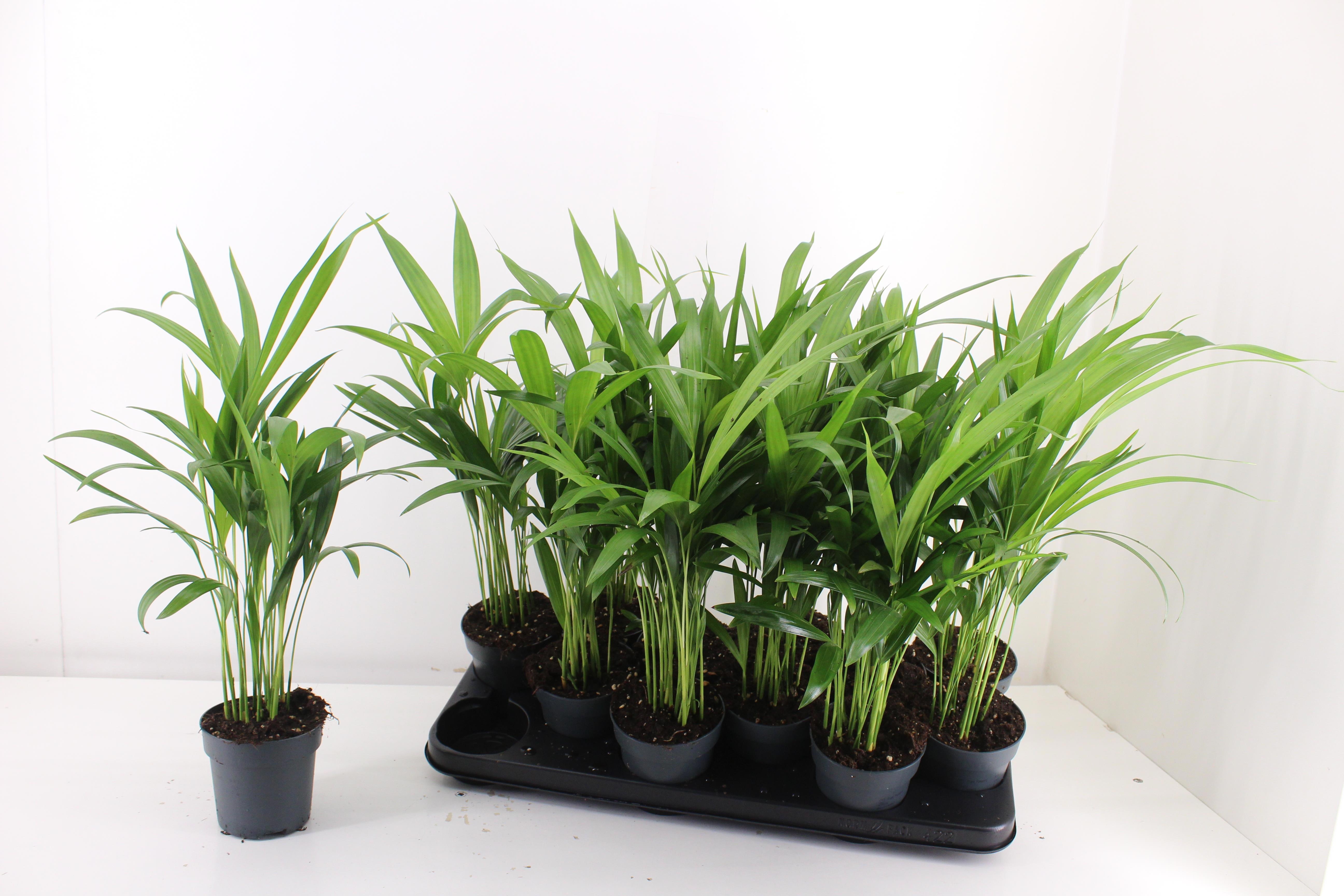 Dypsis Lutescens 510P 45H