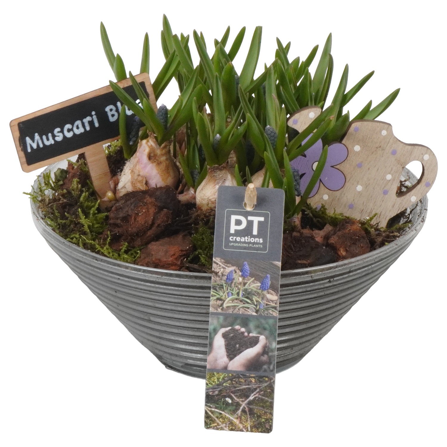 Picture of PTMB1015 Arrangement Muscari in glass bowl P19 19CM