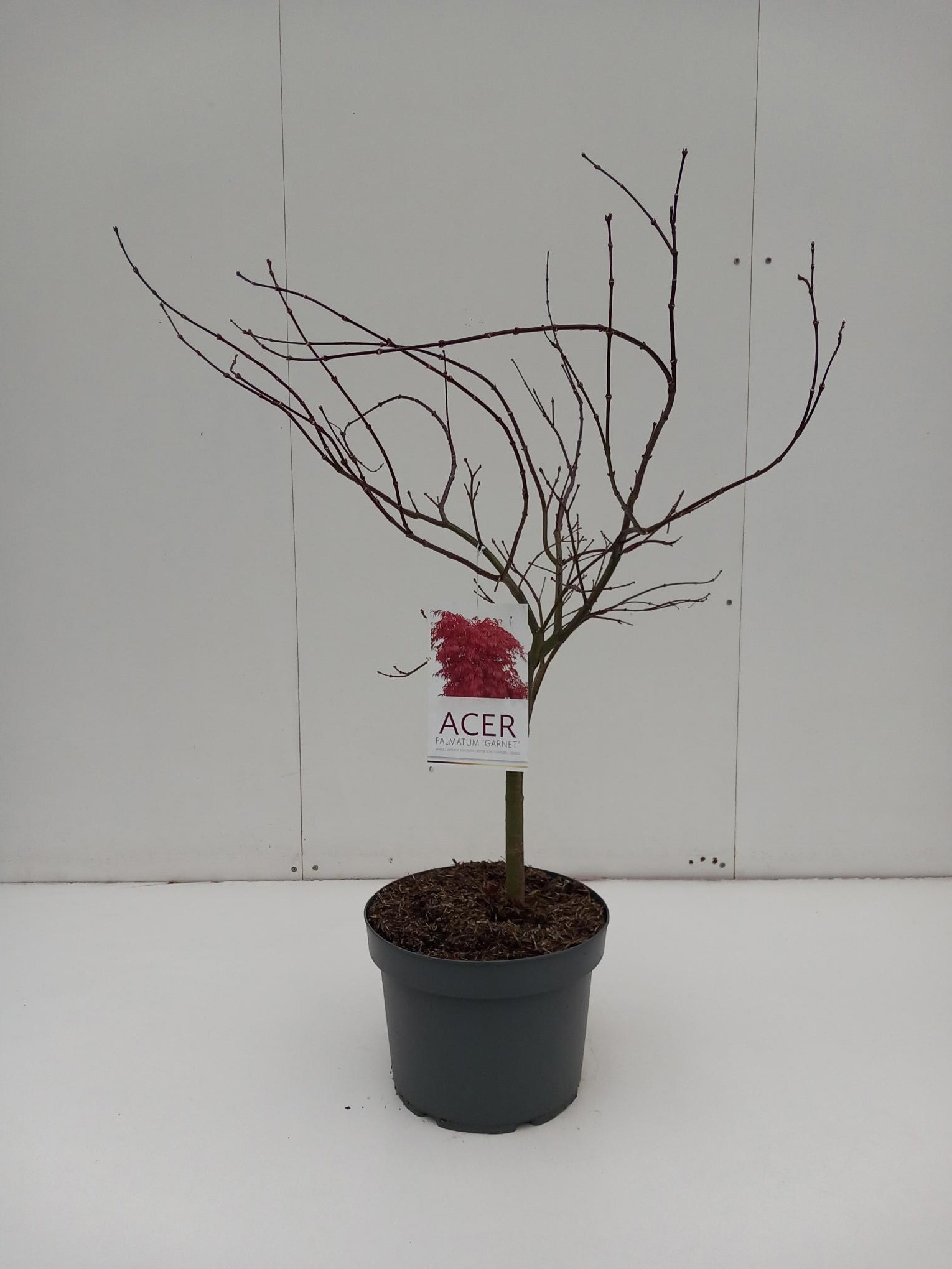 Picture of Acer palmatum Garnet
