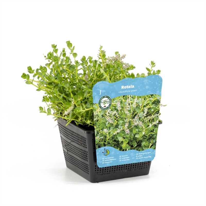 Rotala rotundifolia green