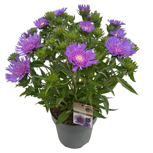 Stokesia laevis 'Mega Mels'® sense P27 p27 Asra