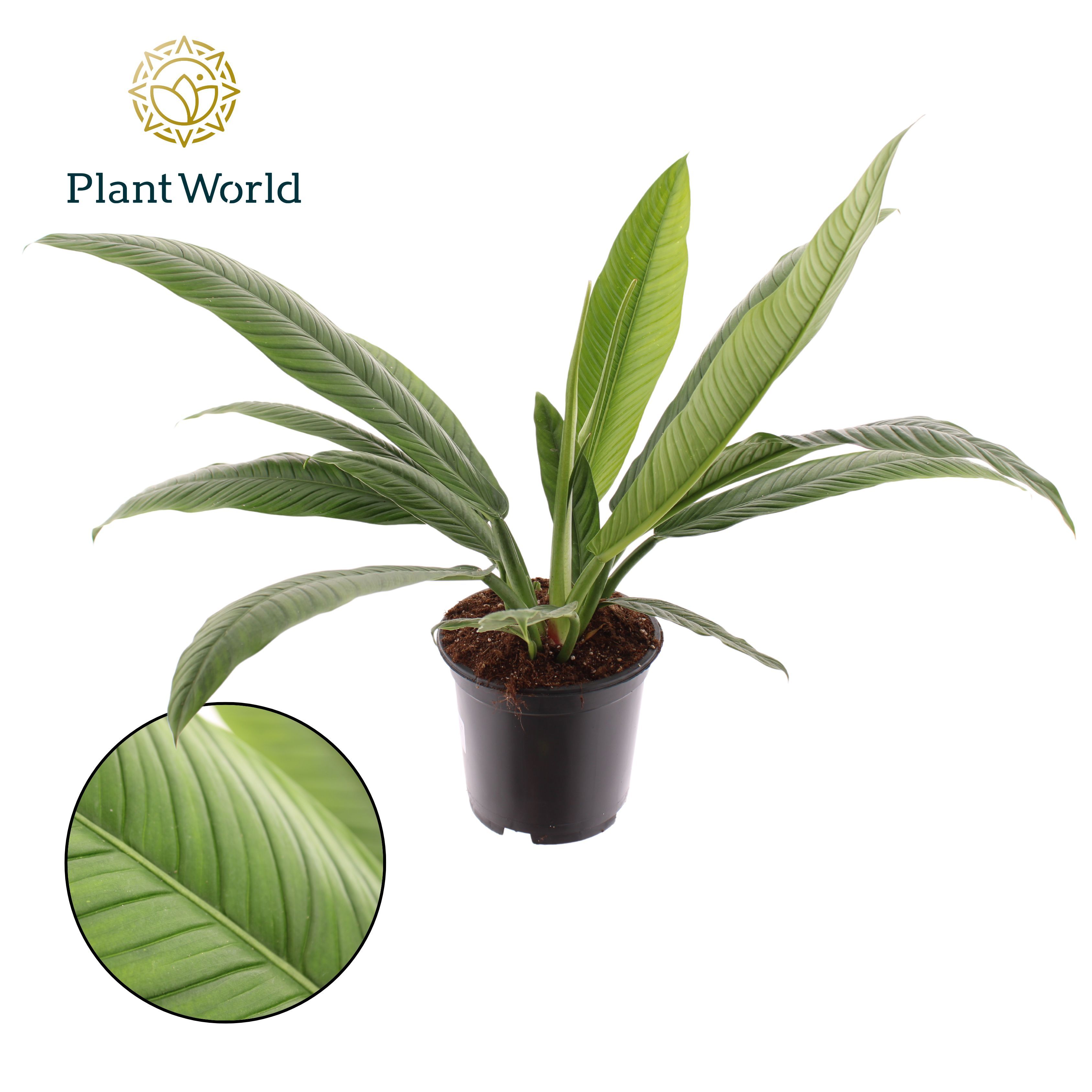 Picture of Philodendron Campiii P19 80CM (LOOSE)