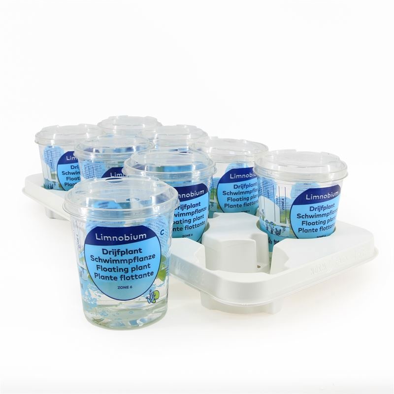 Limnobium spongia beker medium