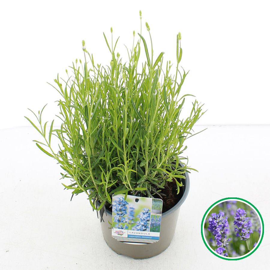 Picture of Lavandula angustifolia 'Hidcote' C2 (17cm.)