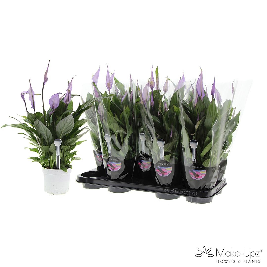 Spathiphyllum 'Bellini' Make-Upz Purple Painted | OZ Planten