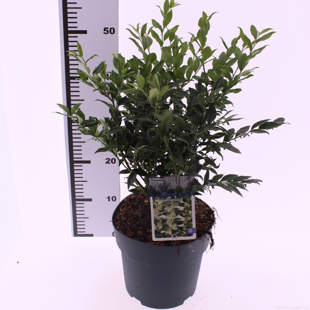 Picture of Sarcococca confusa