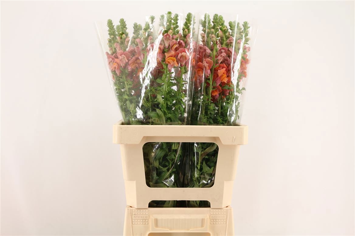 Antirrhinum Poto Dark Orange 70cm