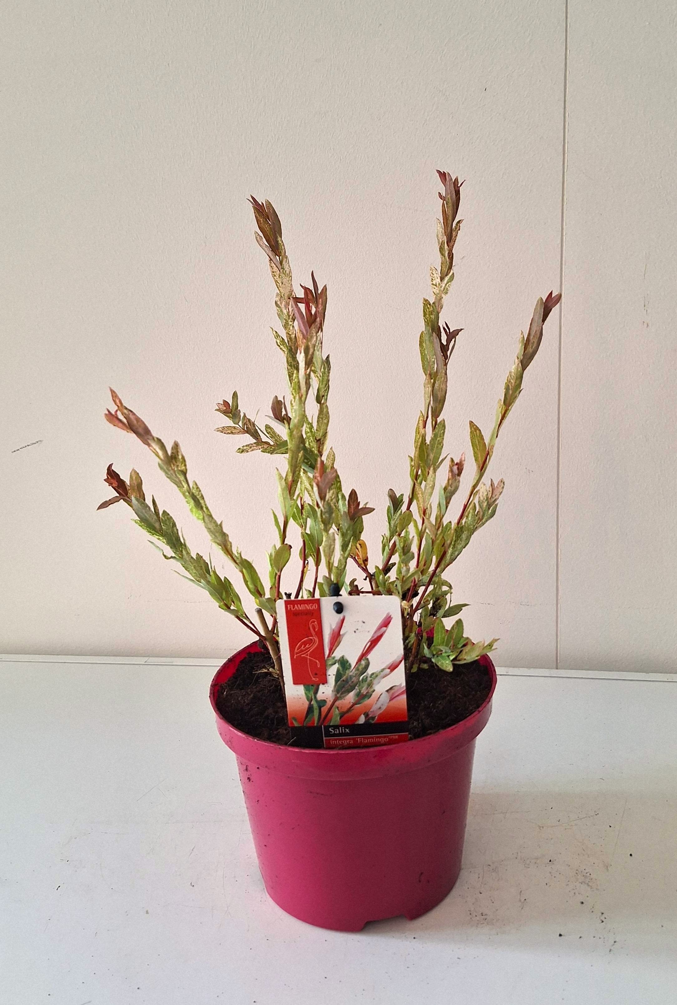 Picture of Salix Flamingo bush p17 Pink pot