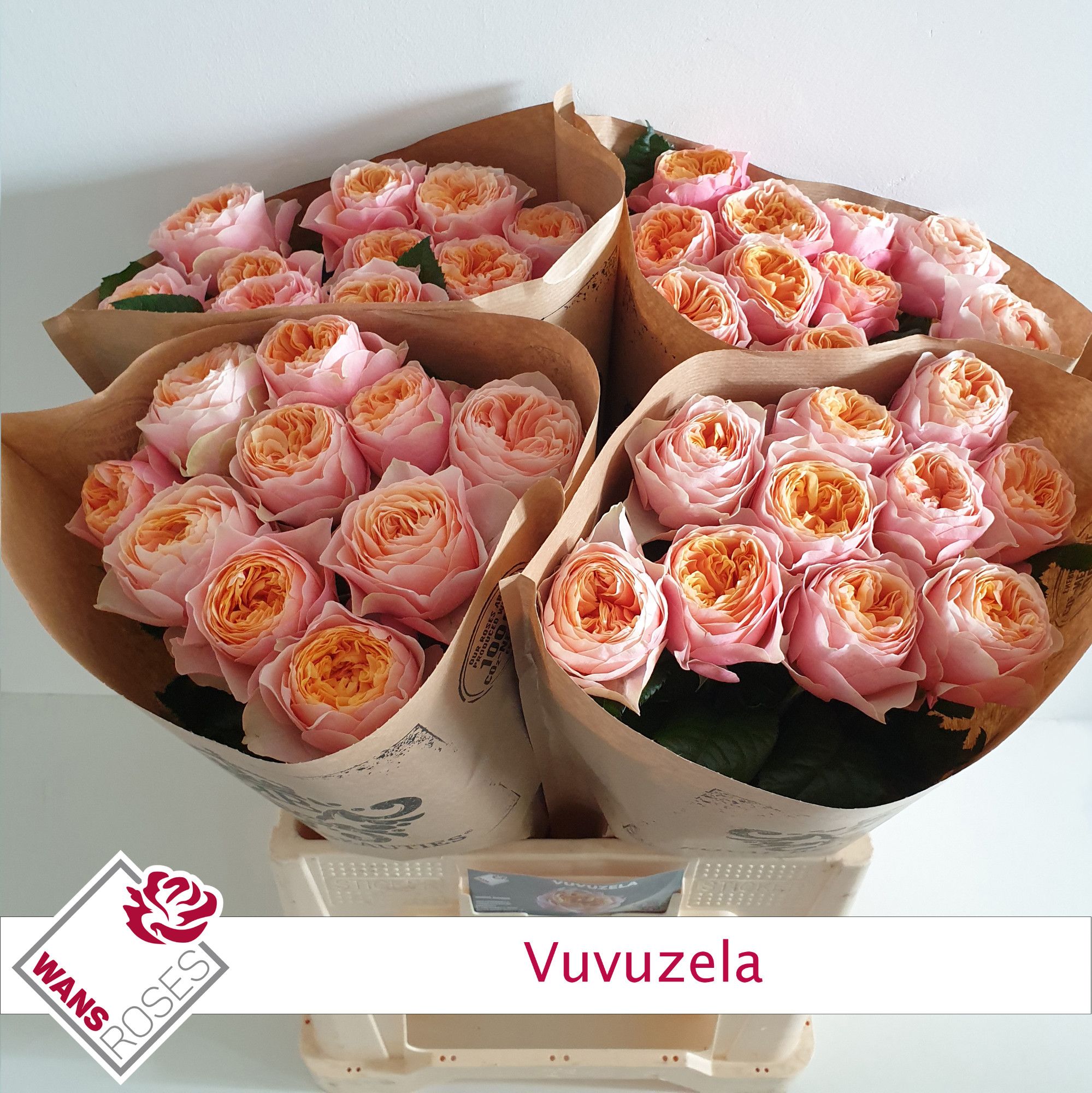 Rosa Garden Vuvuzela 60cm
