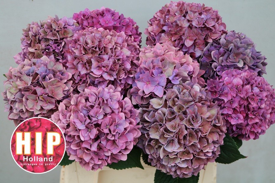 Hydrangea Rodeo Classic Pink 40cm 13Ø