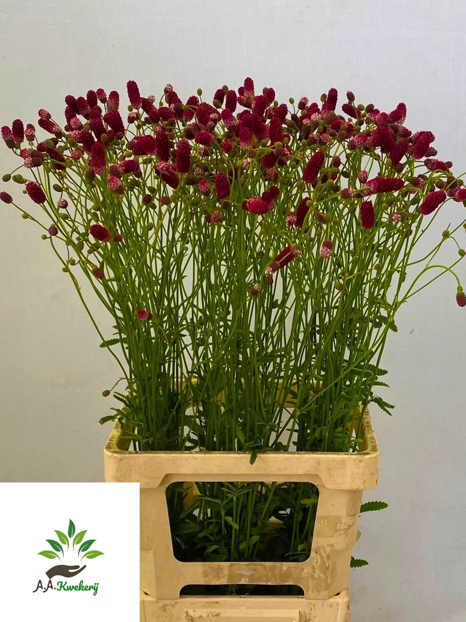 Sanguisorba O Arnhem 80cm