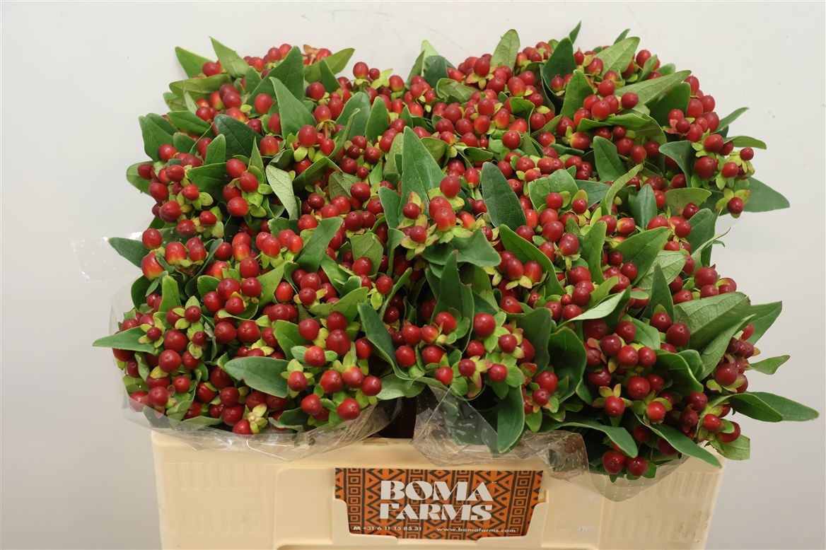 Hypericum Magical Season Big Brown 50cm