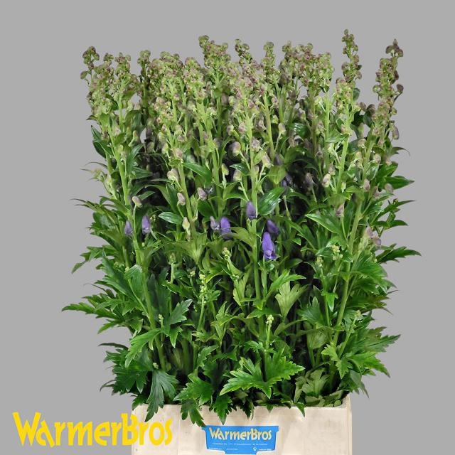 Aconitum Arensi 100cm