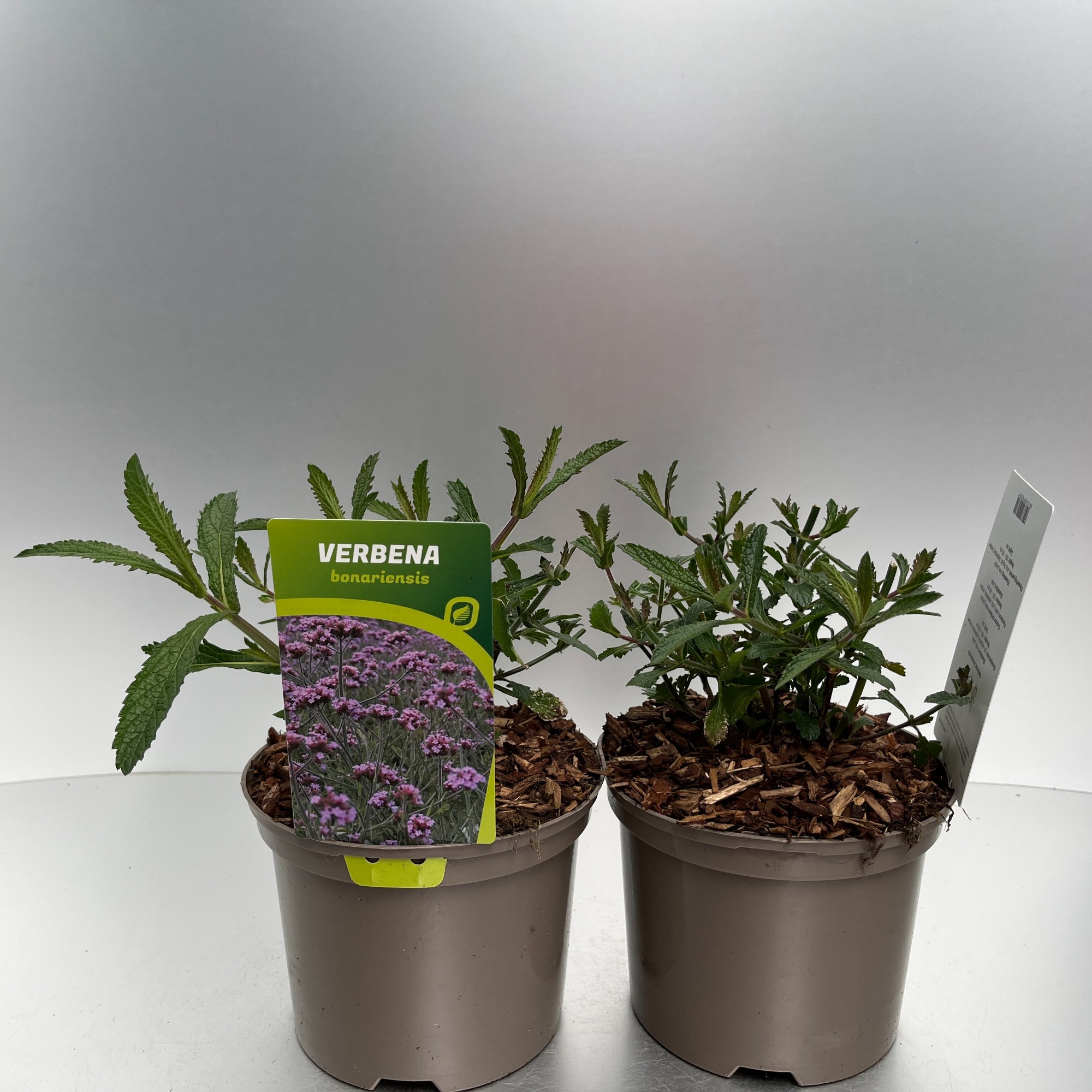 Picture of Verbena bonariensis P17 (2 Ltr)