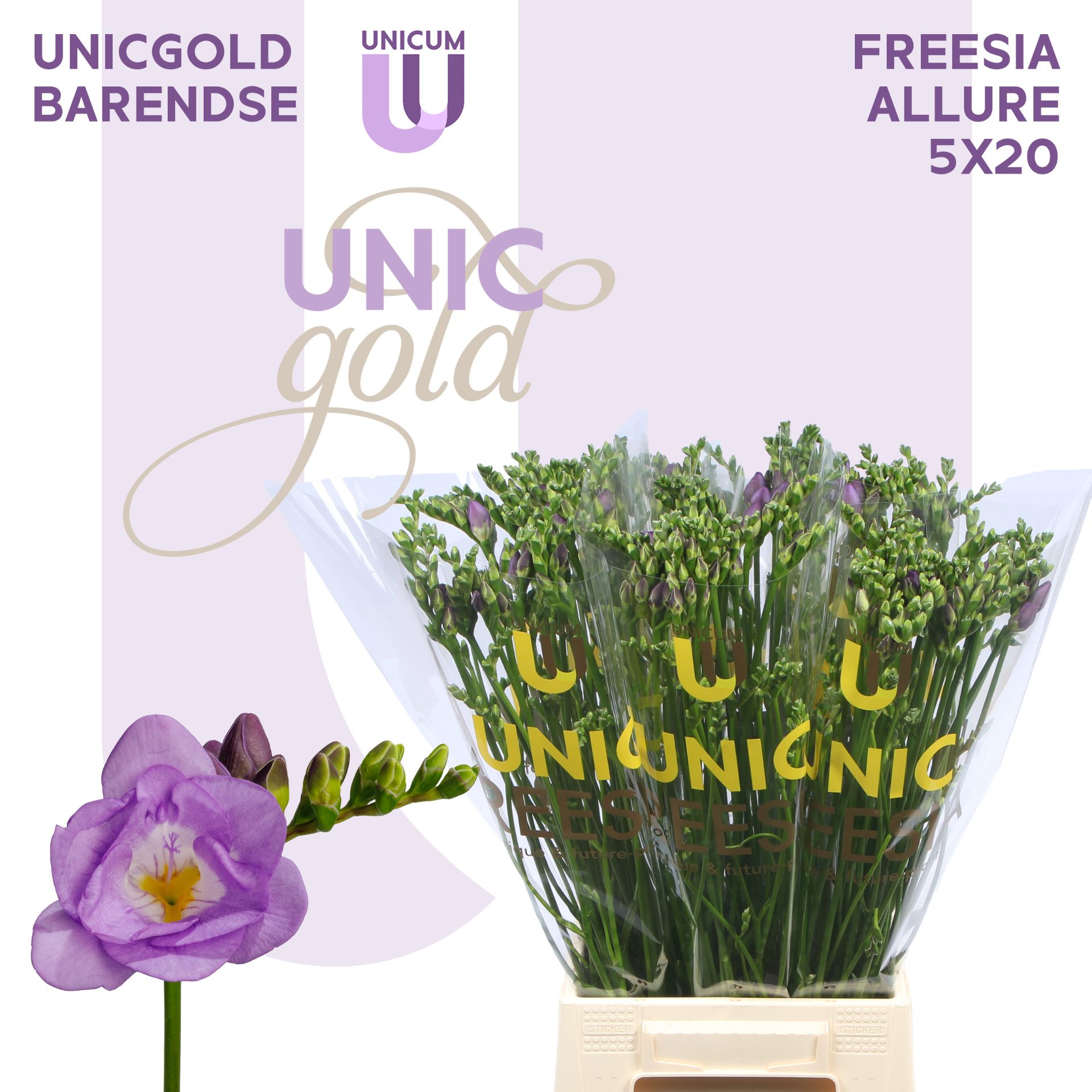 Ug Barendse - Allure 5x20