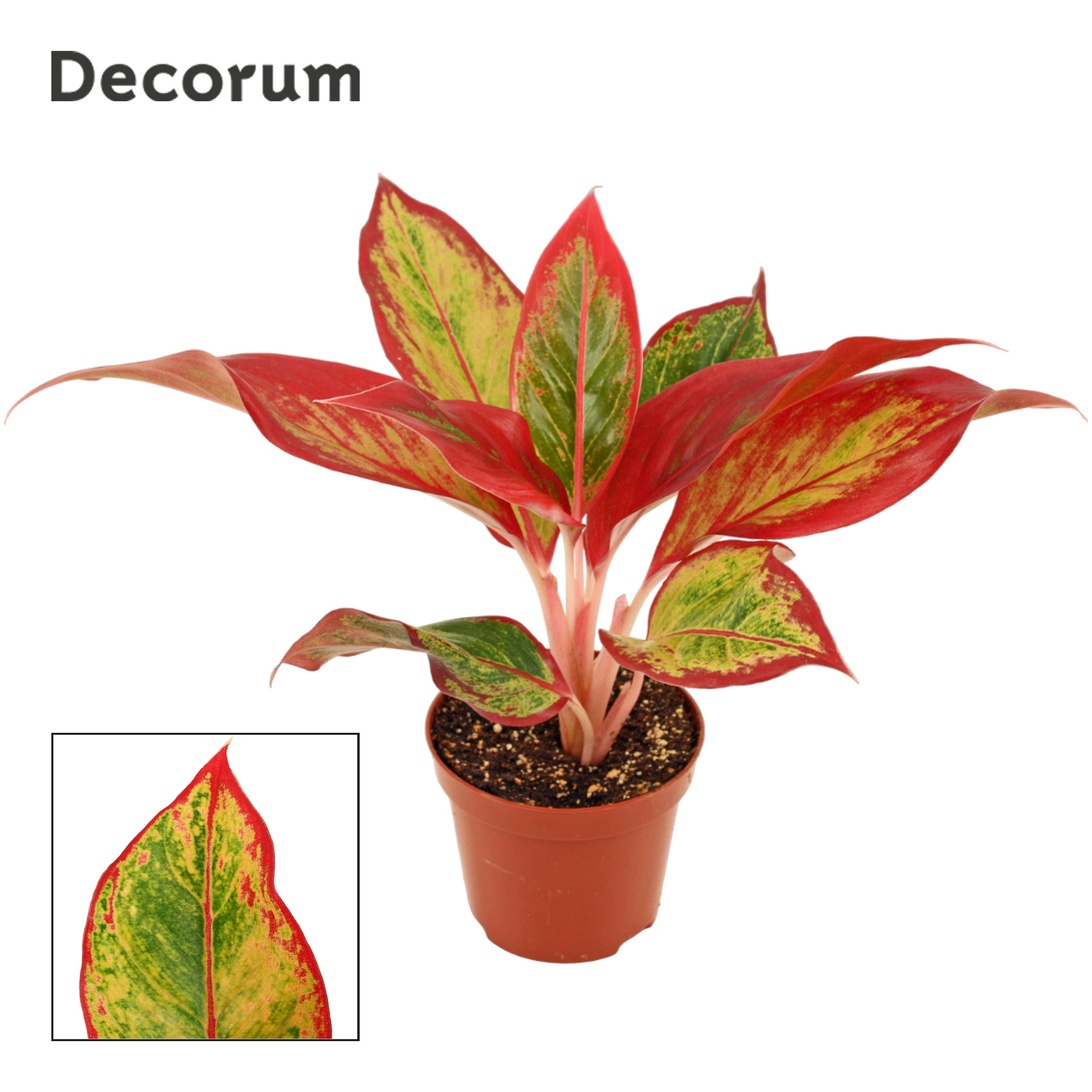 Aglaonema Red Fire (Decorum)