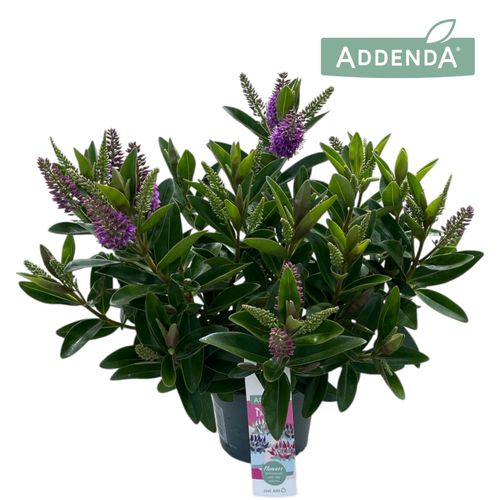 Hebe Hebedonna Emma p12 Roest