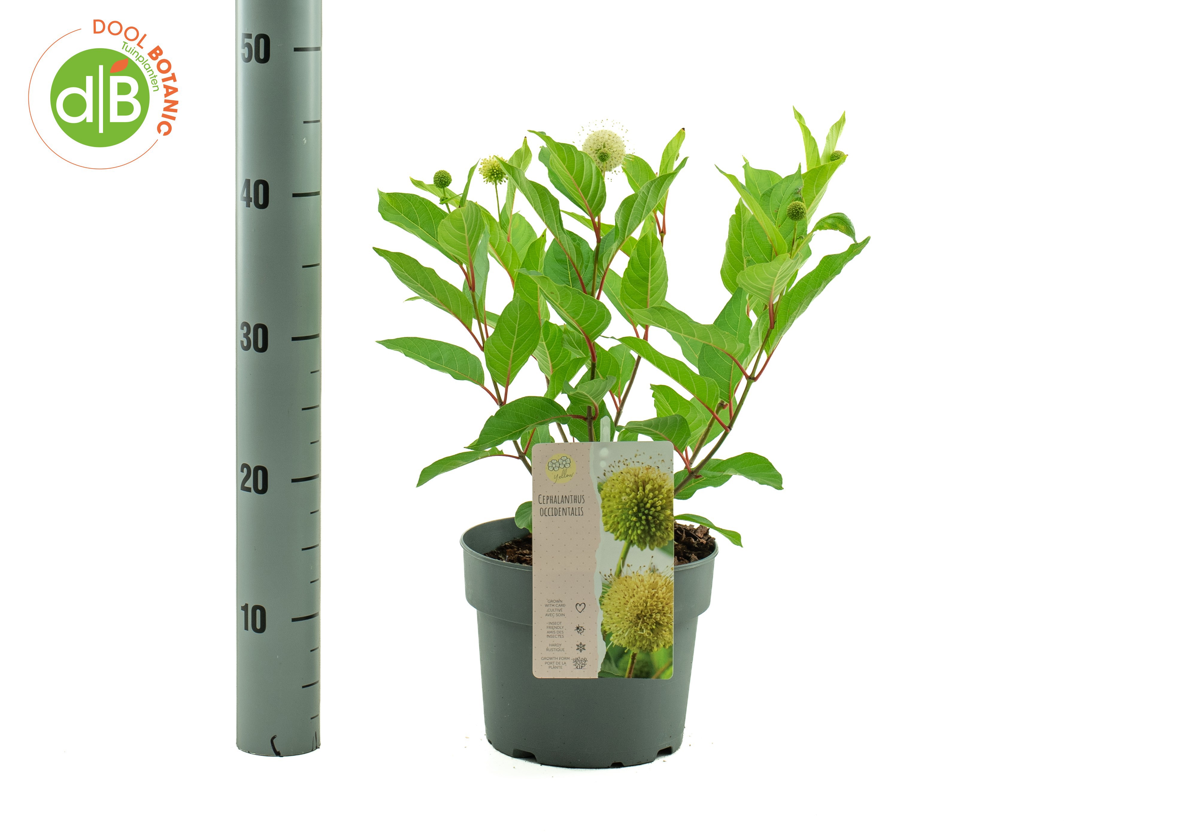 Cephalanthus 'Magical Moonlight'