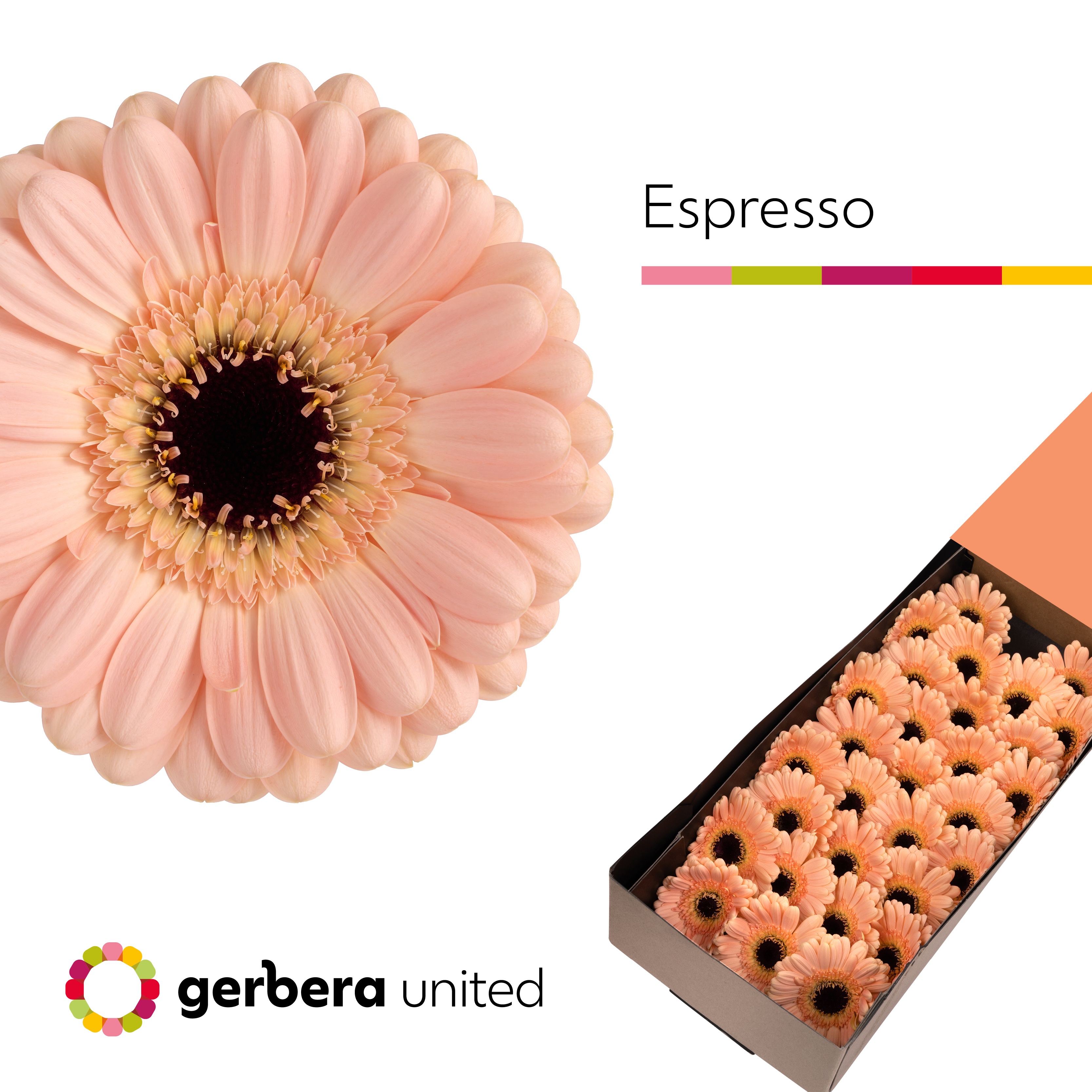 Gerbera Mini Black Center Espresso 45cm 7cm Hd