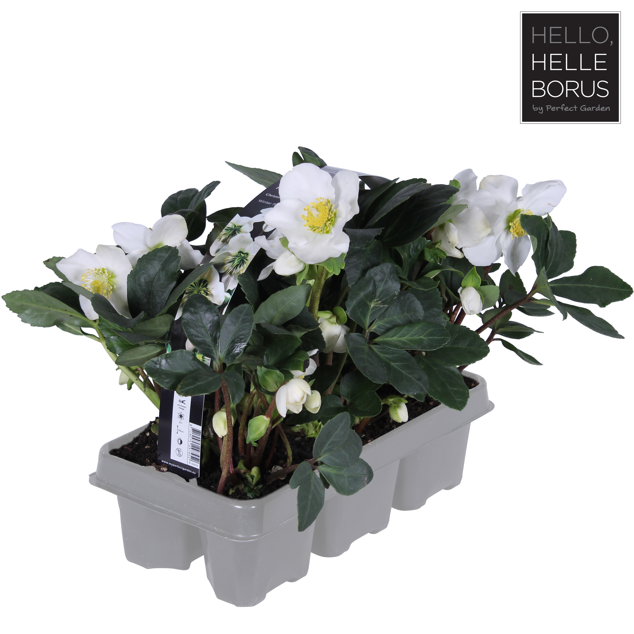 Picture of Helleborus niger Christmas Carol 6-PACKS