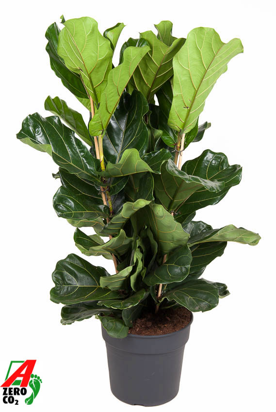 Picture of Ficus Lyrata 3PP P34 140CM