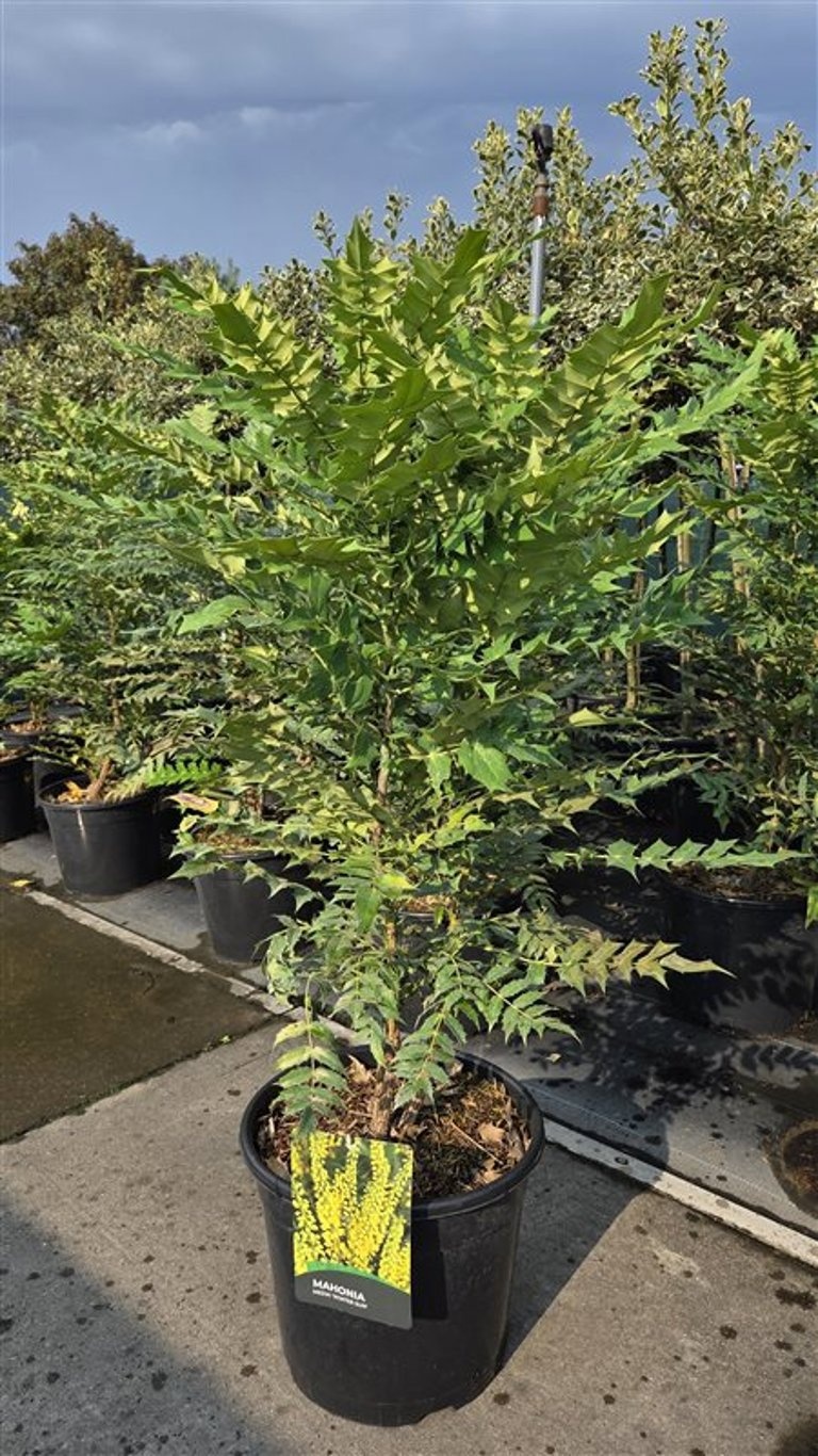 Mahonia media 'Winter Sun'