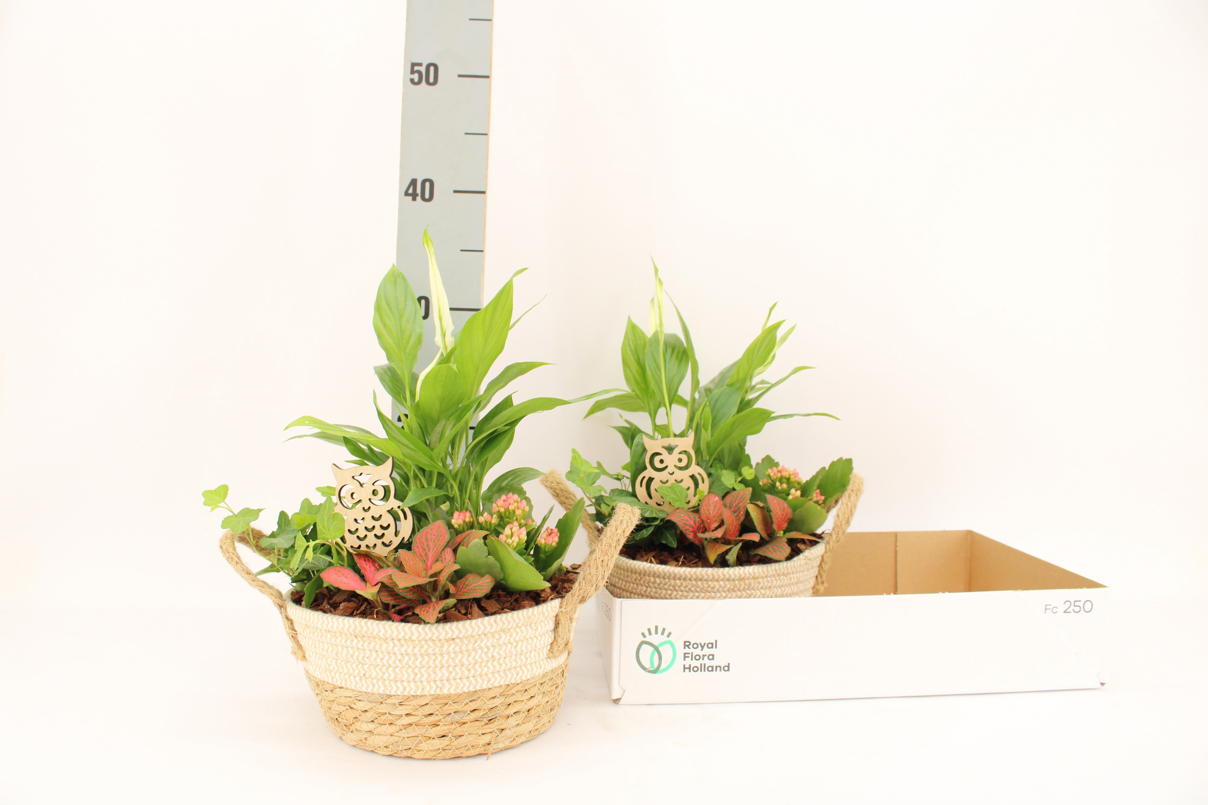 Arrangement Indoor 21Ø
