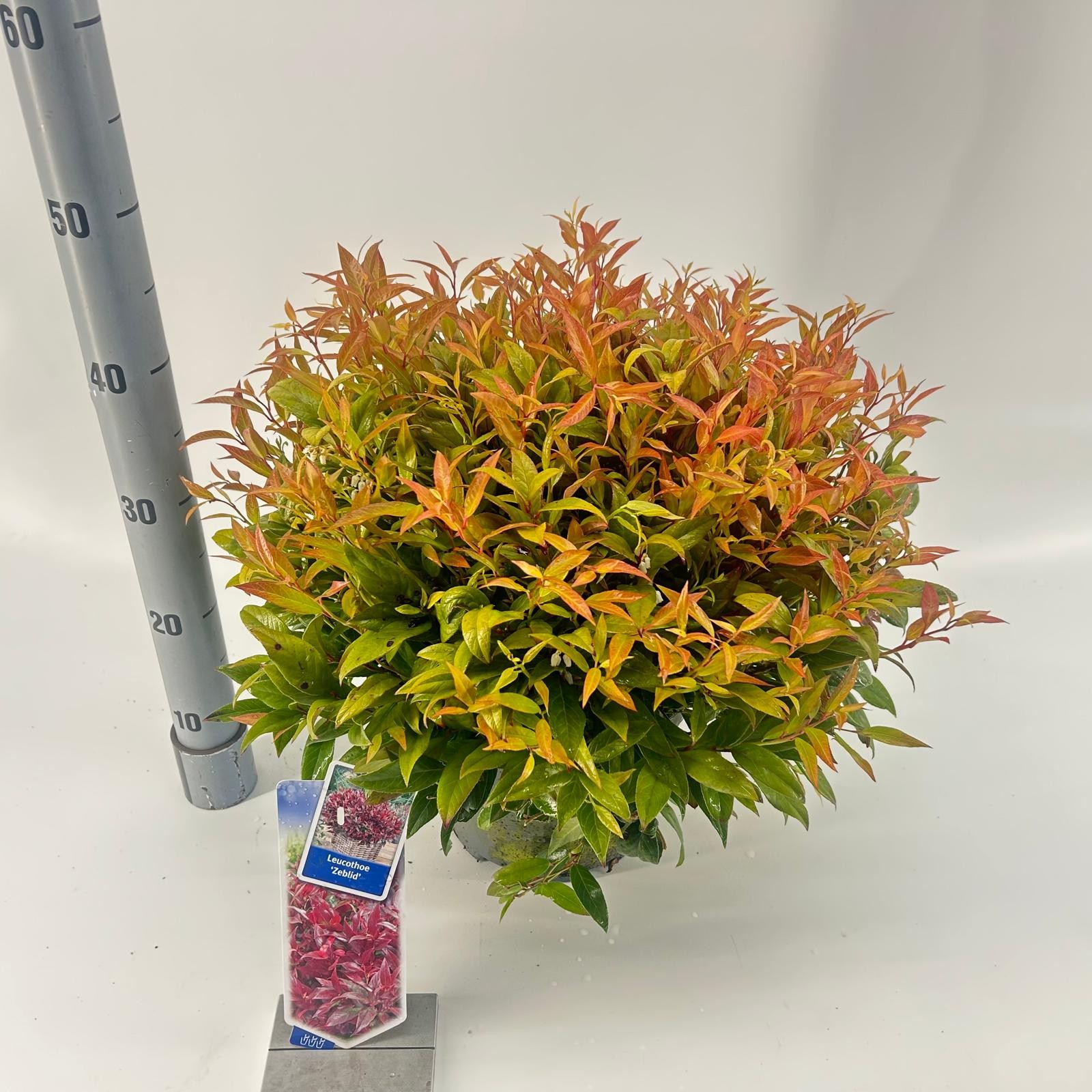 Picture of Leucothoe 'Zeblid'